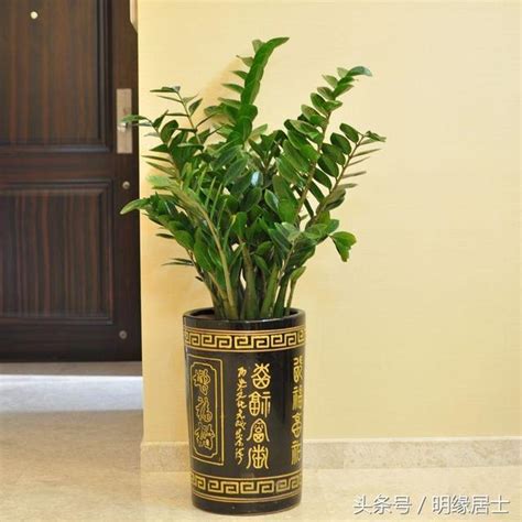 擋煞氣 植物|【什麼植物可以擋煞】擋煞招財！10大最強「植物風水。